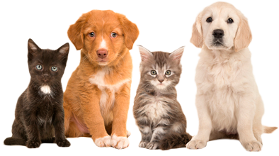 Footer Perros y Gatos