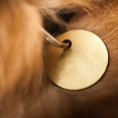 Artículo ¿Qué hacer si encontramos un perro en la calle?. 