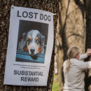 Artículo ¿Qué hacer si encontramos un perro en la calle?. 