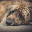 Artículo ¿Qué hacer si encontramos un perro en la calle?. Artículo ¿Qué hacer si encontramos un perro en la calle?.