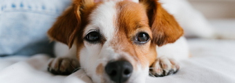 Artículo ¿Qué hacer si encontramos un perro en la calle?. Artículo ¿Qué hacer si encontramos un perro en la calle?.