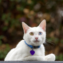 Artículo ¿Qué hacer si encontramos un gato en la calle?  Artículo ¿Qué hacer si encontramos un gato en la calle?