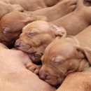 Artículo Leche materna para cachorros recién nacidos o lactantes y cómo alimentarlos. 
