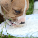 Artículo Leche materna para cachorros recién nacidos o lactantes y cómo alimentarlos. 