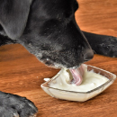 Artículo Leche materna para cachorros recién nacidos o lactantes y cómo alimentarlos. 