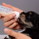 Artículo Leche materna para cachorros recién nacidos o lactantes y cómo alimentarlos. 