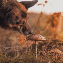 Artículo Alimentos tóxicos para los perros.  Artículo Alimentos tóxicos para los perros.