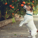 Artículo Alimentos tóxicos para los perros.  Artículo Alimentos tóxicos para los perros.