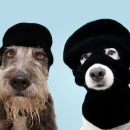 Artículo Medidas para prevenir extorsiones en caso de animales extraviados.  Artículo Medidas para prevenir extorsiones en caso de animales extraviados.