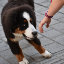 Artículo Medidas para prevenir extorsiones en caso de animales extraviados.  Artículo Medidas para prevenir extorsiones en caso de animales extraviados.
