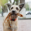 Artículo La importancia de la placa de identificación. 