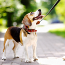 Artículo Recomendaciones para prevenir robos y evitar poner en riesgo a tus perros. 