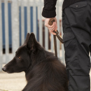 Artículo Recomendaciones para prevenir robos y evitar poner en riesgo a tus perros. 