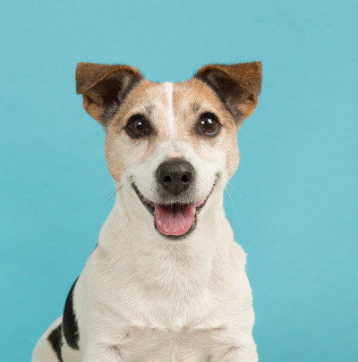 Banner Iniciar Sesión Ubicapet