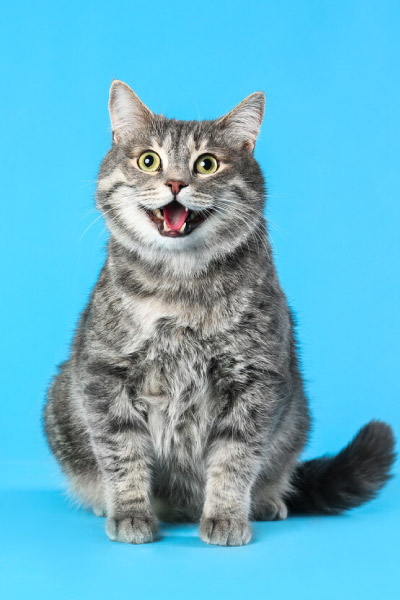 Banner Register Ubicapet