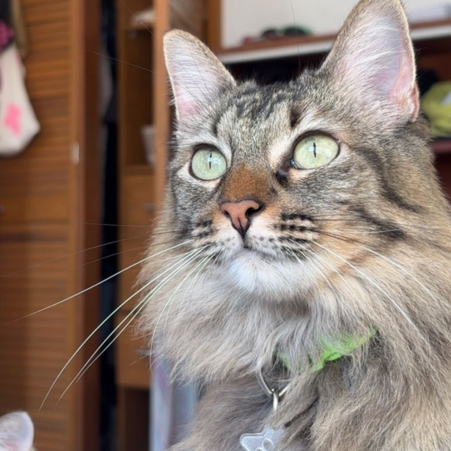 FRANCHY | Raza Doméstico Americano de pelo semilargo | Final Feliz