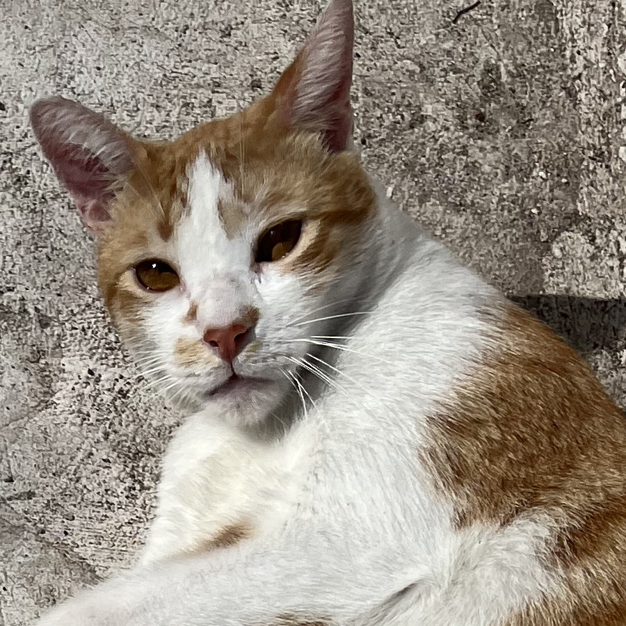 HOONIE | Raza Doméstico Américano de Pelo Corto | Perdido