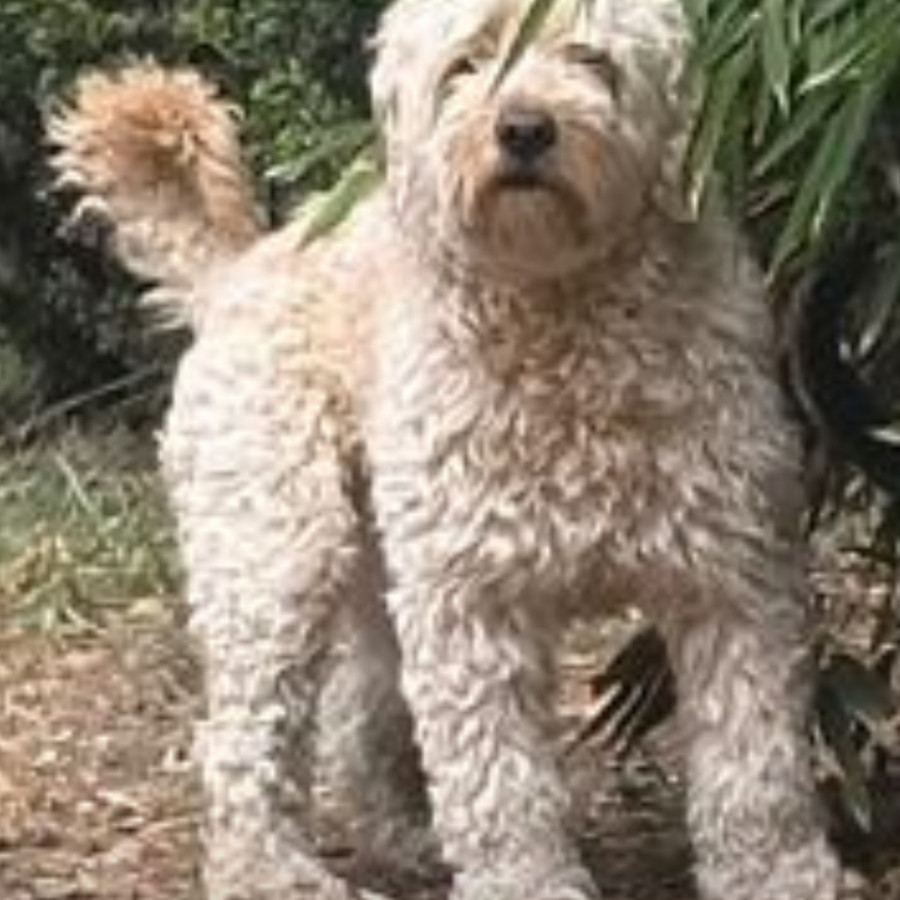 BORREGO | Raza Mestizo, cruza de French Poodle | Perdido