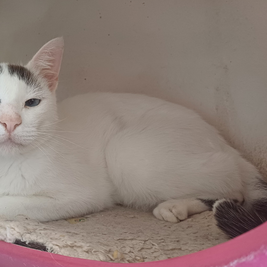 ÁNGEL | Raza Doméstico Américano de Pelo Corto | Perdido