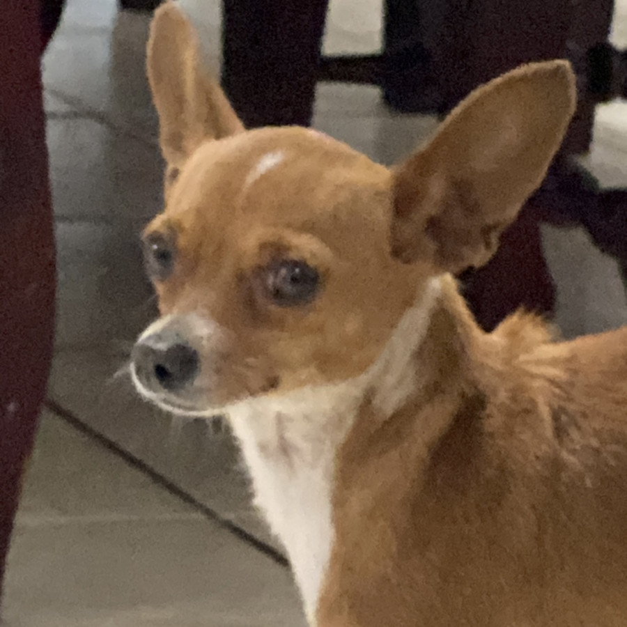 CANELA | Raza Chihuahua | Perdida