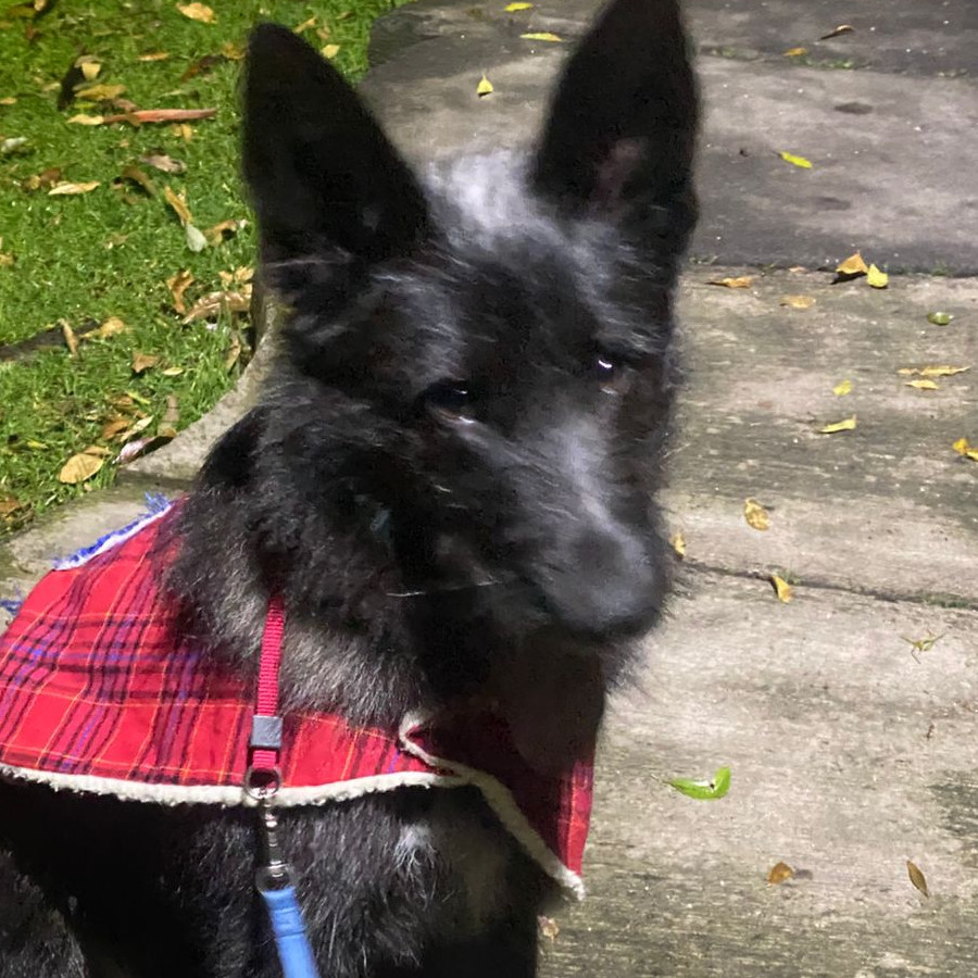  | Raza Mestiza, cruza de Pastor Belga Malinois con Pastor Alemán | Encontrada