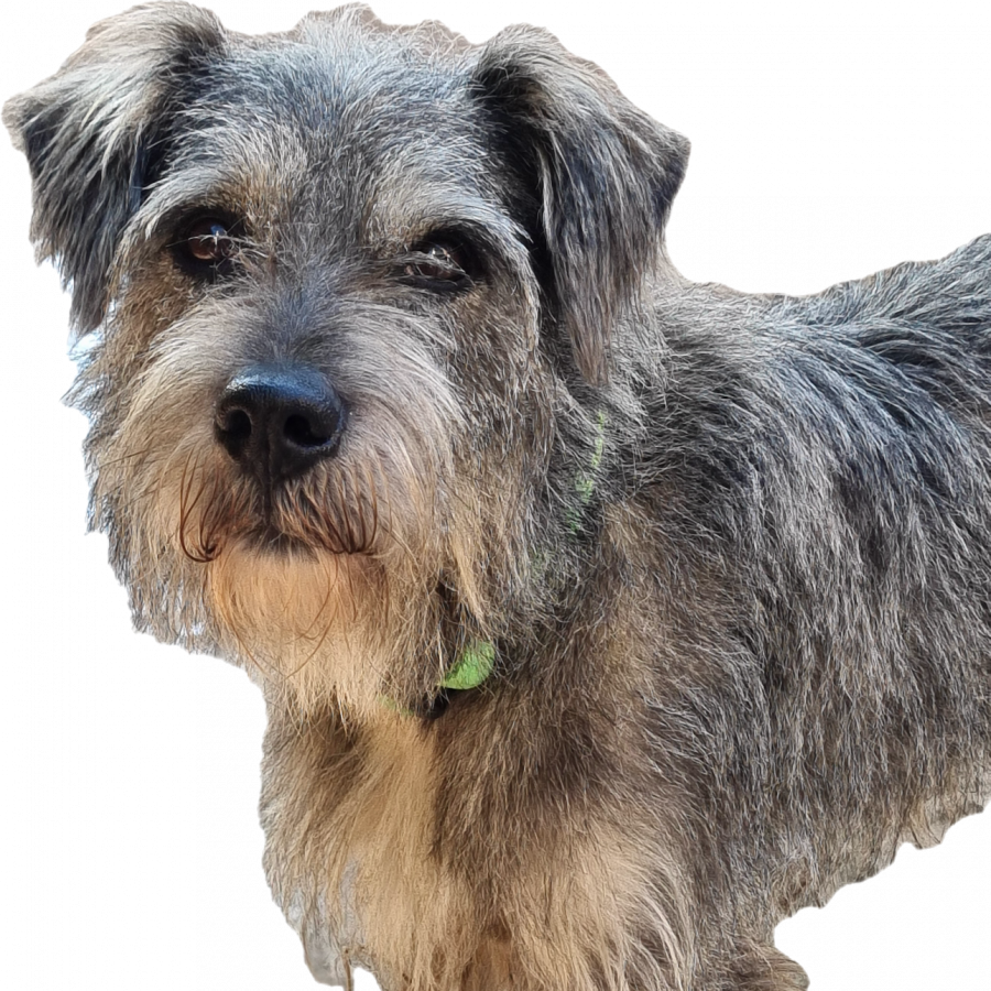  | Raza Mestizo, cruza de Schnauzer | Encontrado