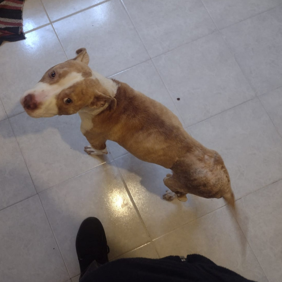 MAX | Raza American Pitbull Terrier | Final Feliz