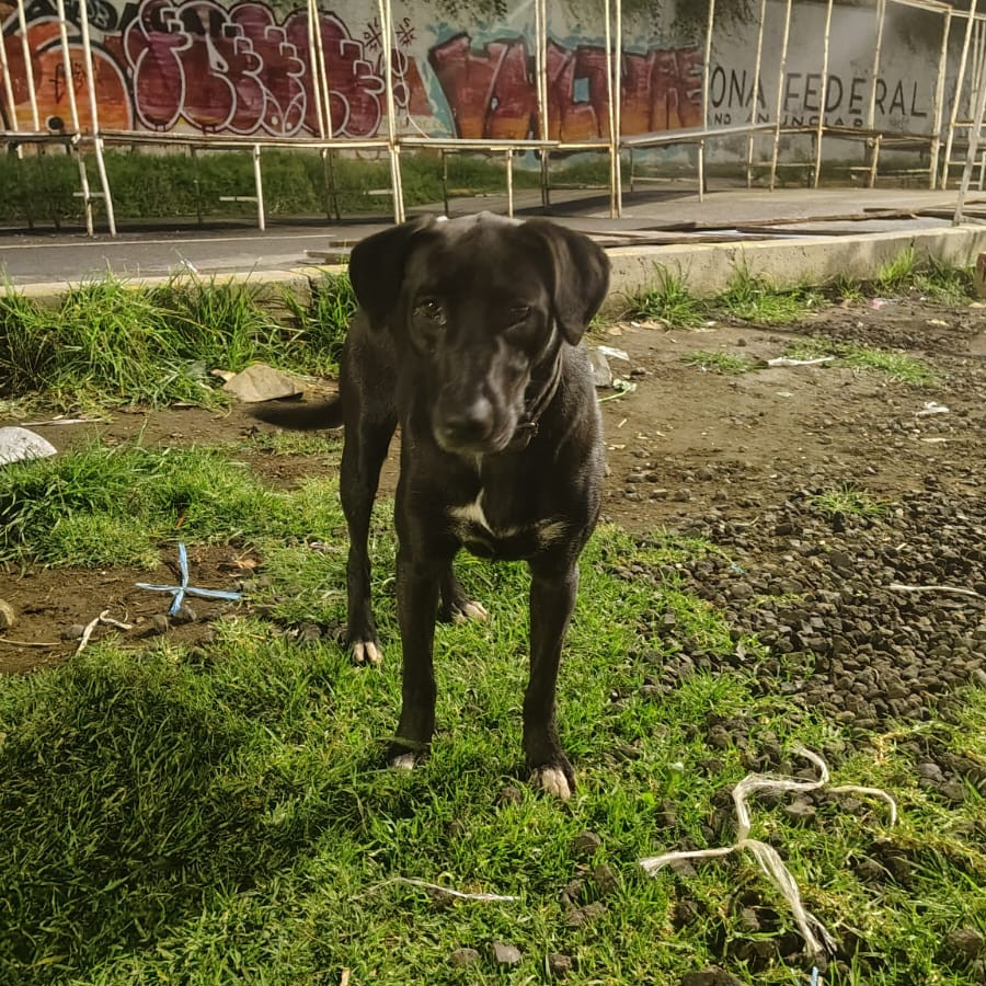  | Raza Mestiza, cruza de Labrador | Encontrada