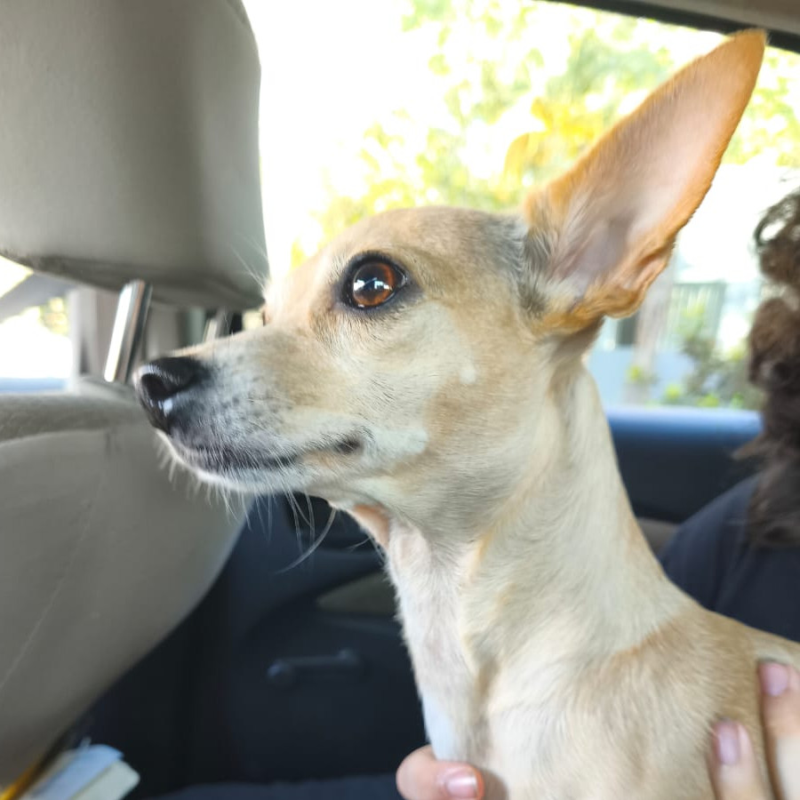 GINGER | Raza Chihuahua | Perdida
