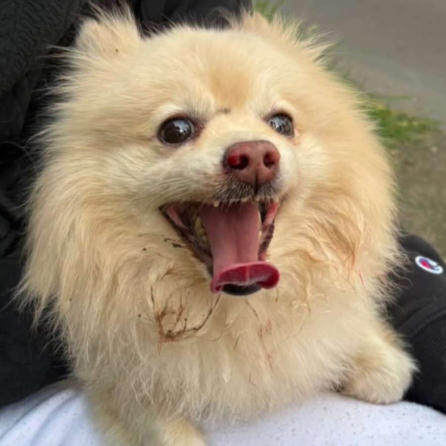  | Raza Pomerania | Final Feliz