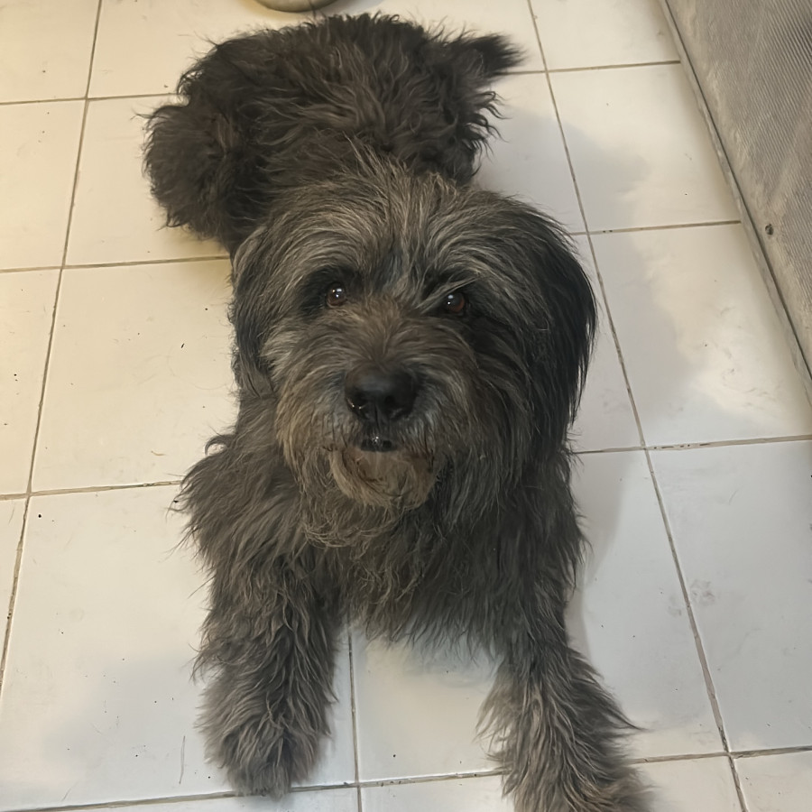  | Raza Mestizo | Encontrado