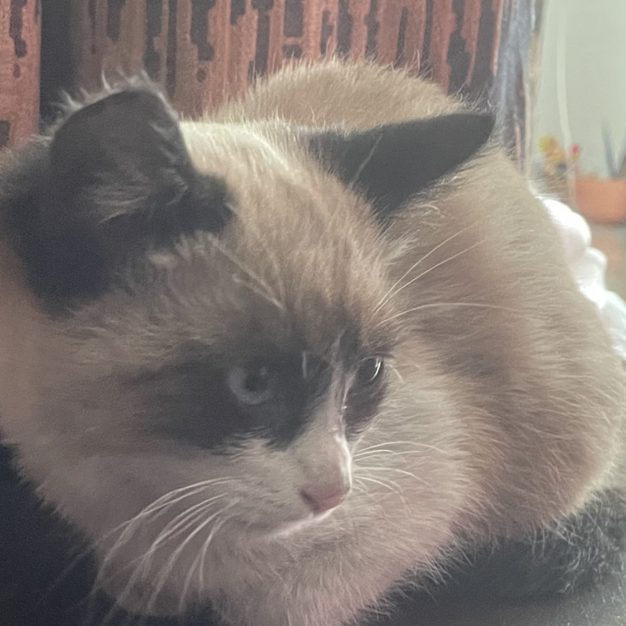 NIX | Raza Snowshoes | En Adopción