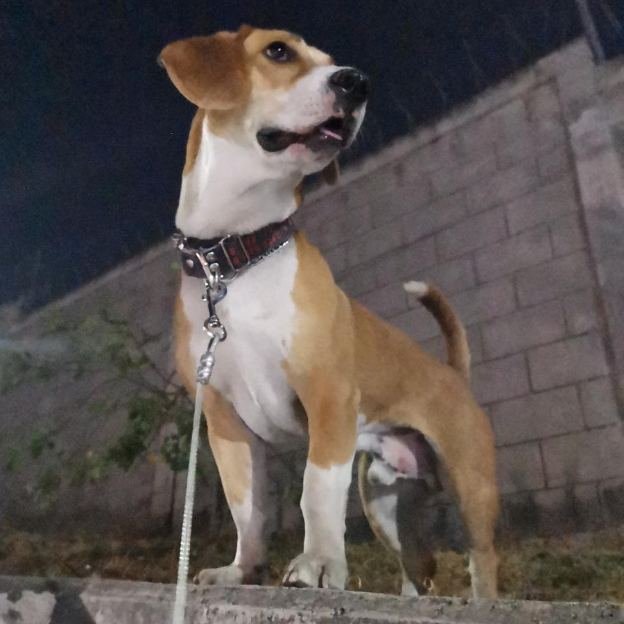 POPEYE | Raza Mestizo, cruza de Beagle | Final Feliz