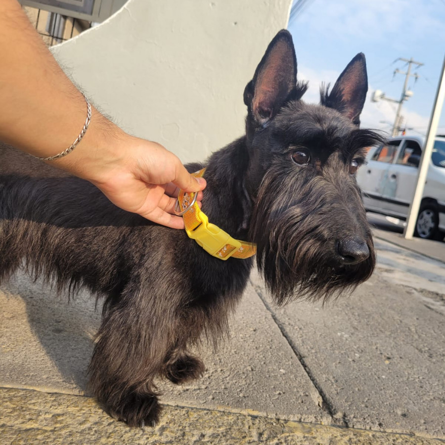 MUÑECA | Raza Terrier Escocés o Scottish Terrier | Perdida