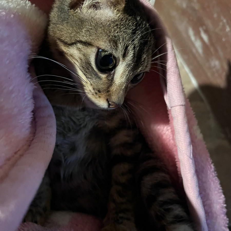 HERMOSO GATITO | Raza Doméstico Américano de Pelo Corto | Final Feliz