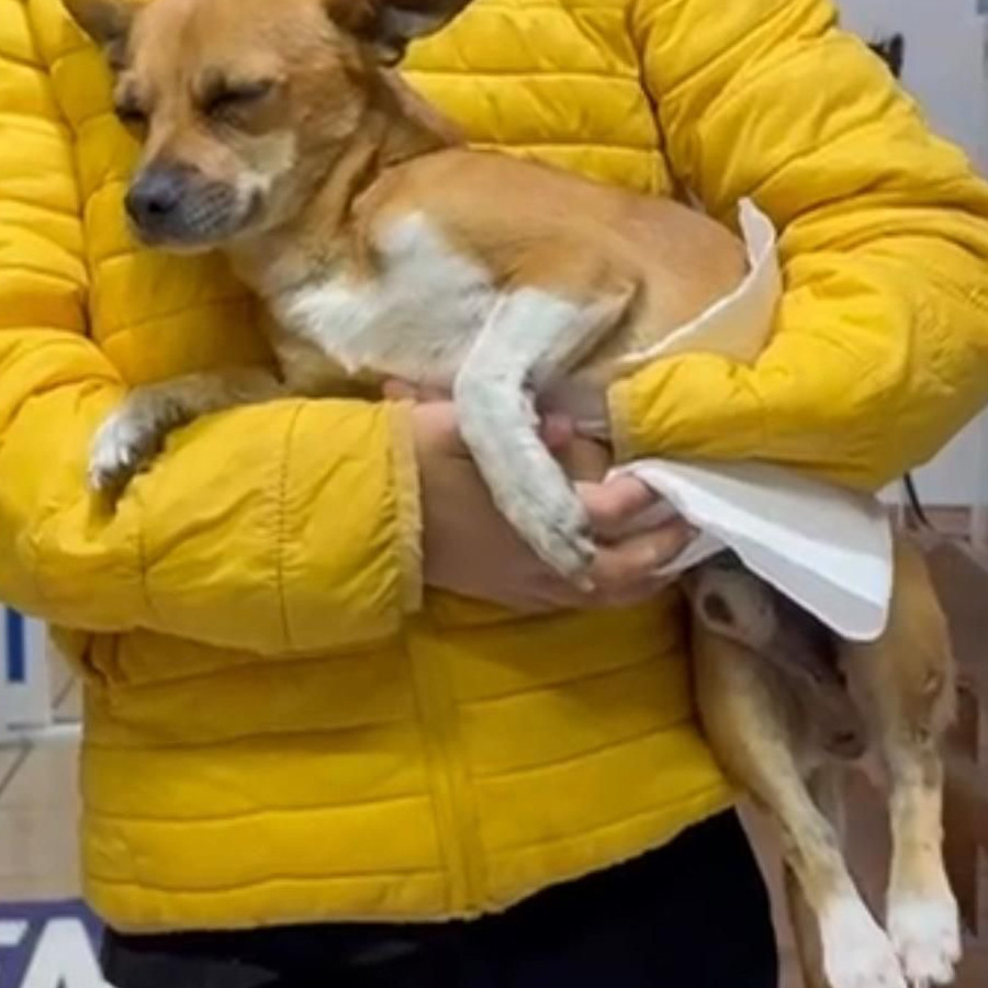 TOSTI | Raza Chihuahua | Perdido