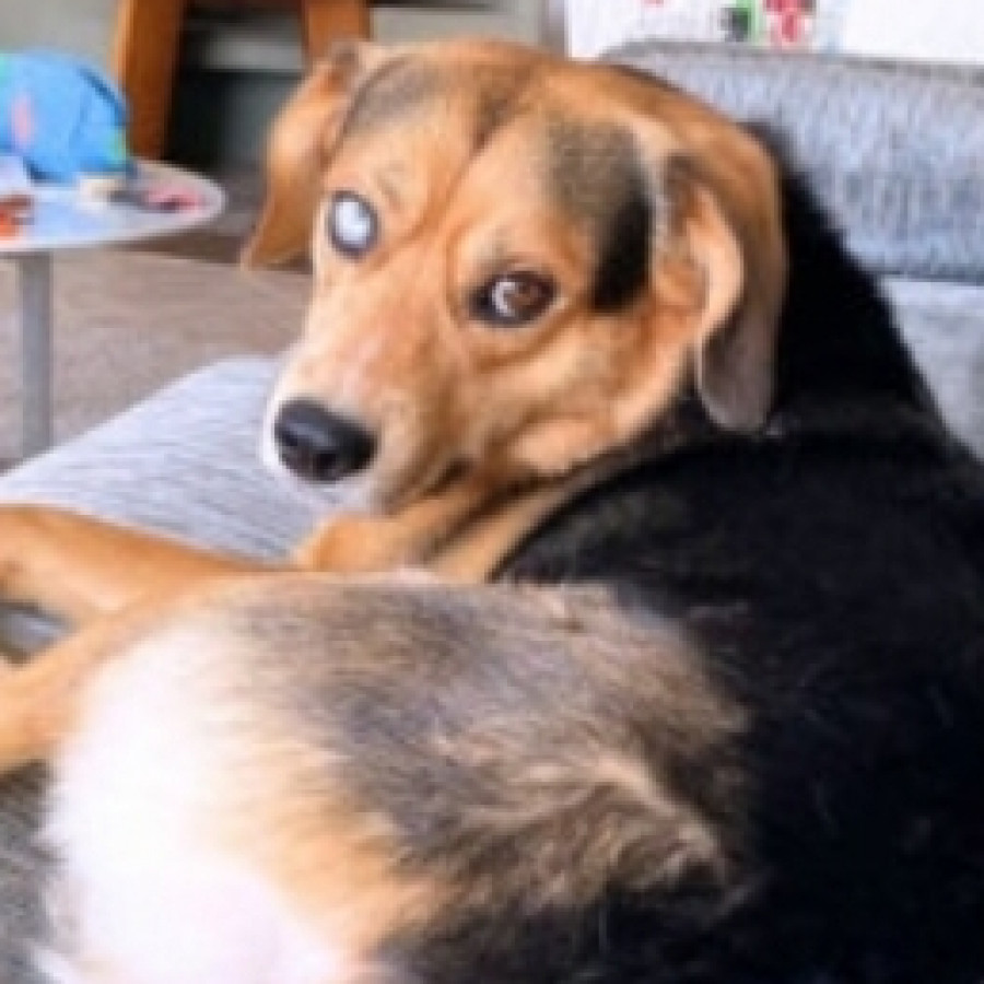 JAY | Raza Mestizo, cruza de Husky con Beagle | Perdido
