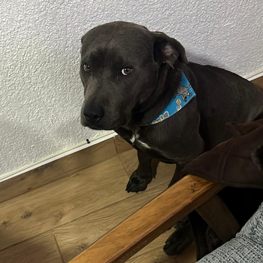 TURÍN | Raza Mestizo, cruza de American Pitbull Terrier con Labrador | Perdido