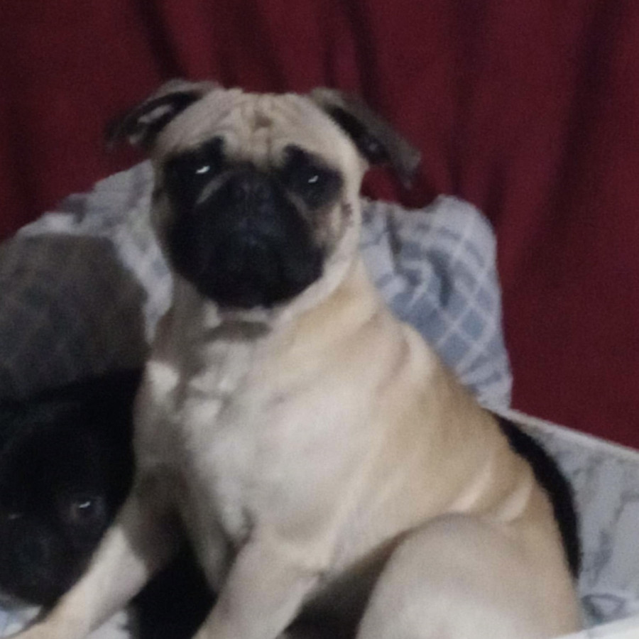 PANCHO | Raza Pug o Carlin | Perdido