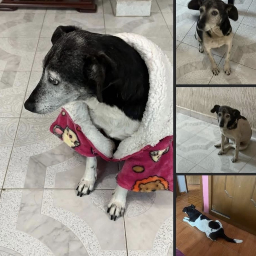 PRINCESA | Raza Mestiza, cruza de Fox Terrier | Perdida