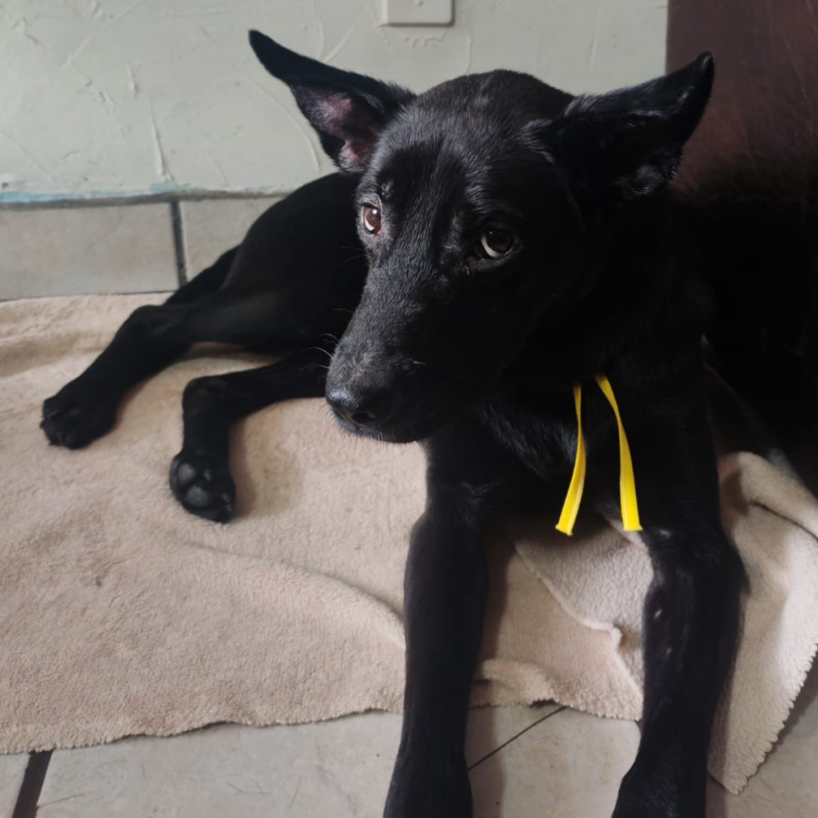  | Raza Mestizo | Encontrado