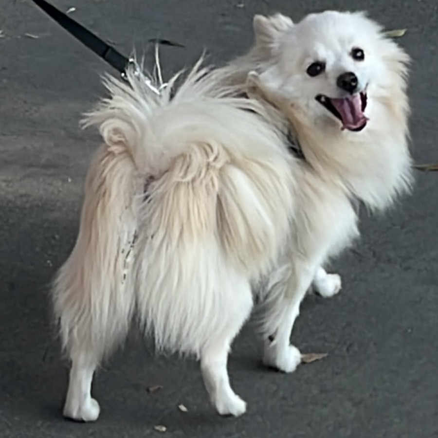 COCO | Raza Mestizo, cruza de Spitz | Perdido