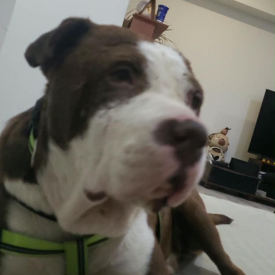  | Raza Bulldog Americano | Encontrado