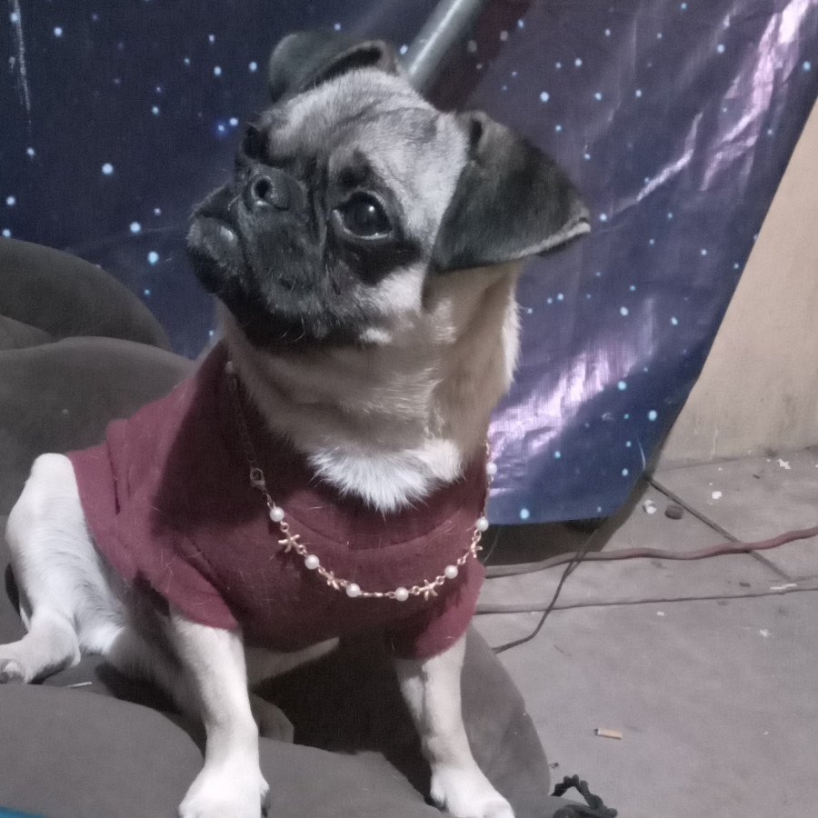 CHATO | Raza Pug o Carlin | Perdido