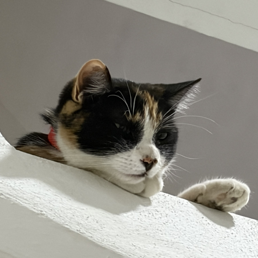 MOCA | Raza Calicó de pelo corto | En Adopción