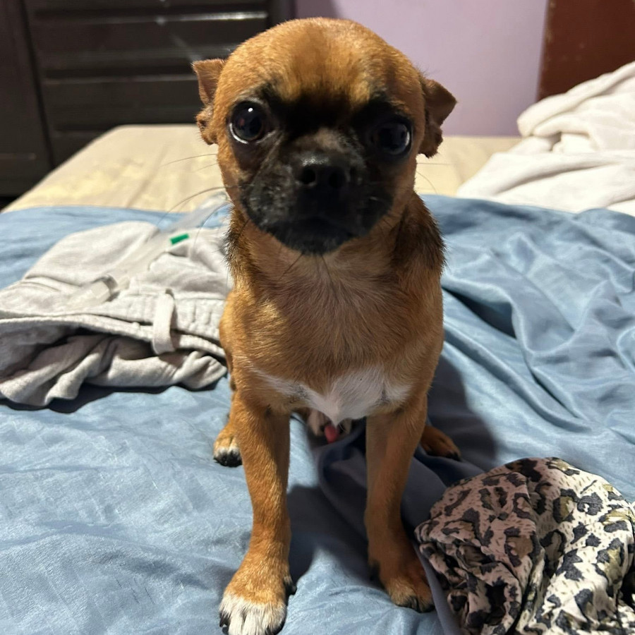 GOLIAT | Raza Chihuahua | Perdido