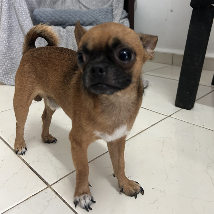 GOLIAT | Raza Chihuahua | Perdido