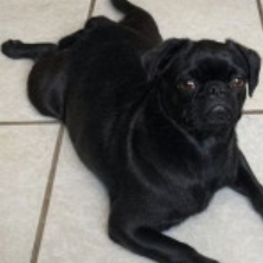 MILA | Raza Pug o Carlin | Perdida