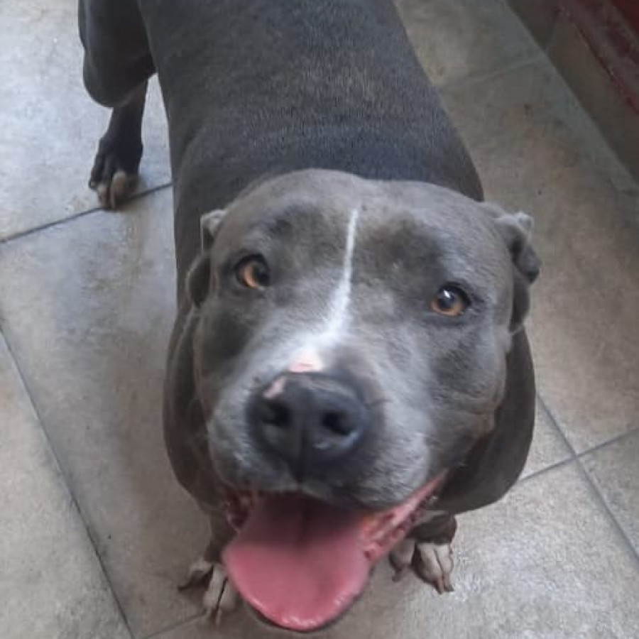 MAGA | Raza American Pitbull Terrier | Final Feliz