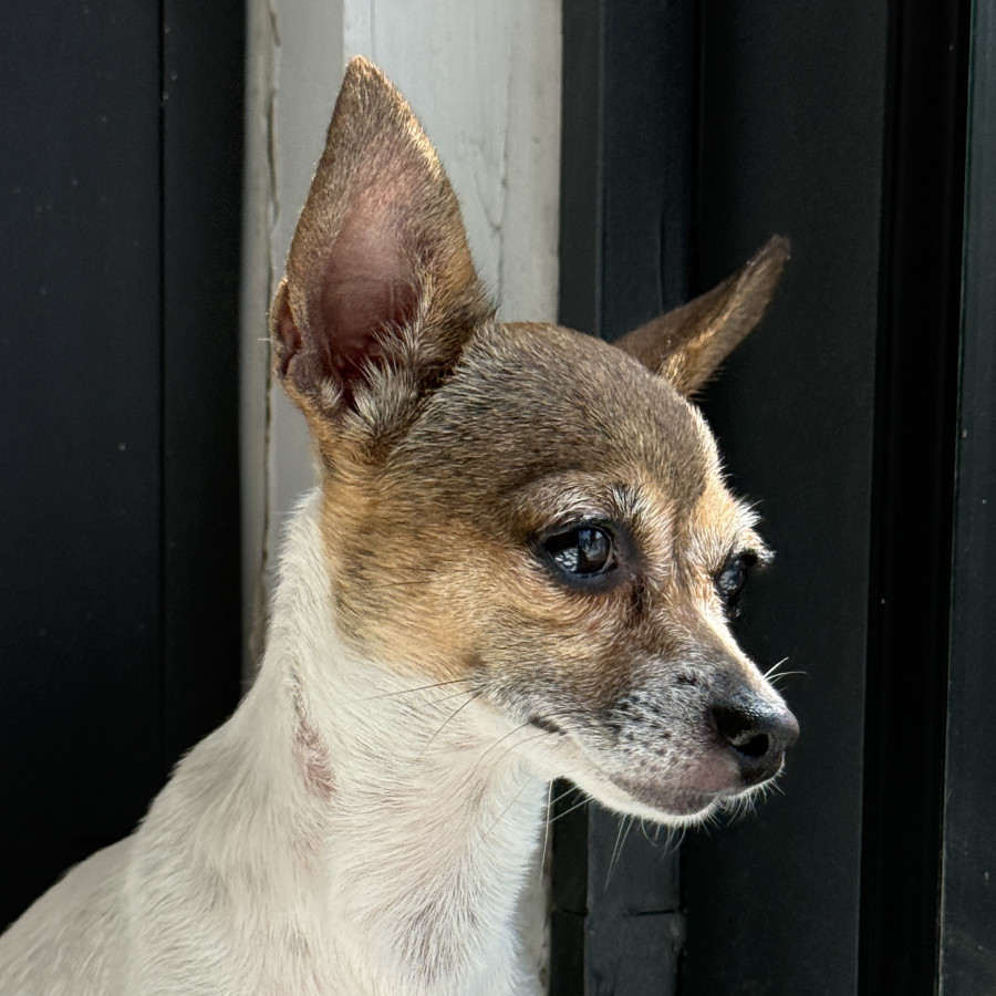 CHIKIS | Raza Chihuahua | Perdida